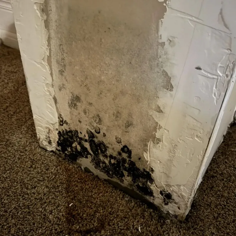 Professional Mold Removal in Mount Carroll, IL